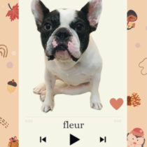 フレンチブルドッグ