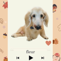 Mダックスフント