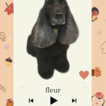 イングリッシュコッカースパニエル