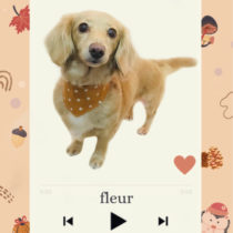 Mダックスフント