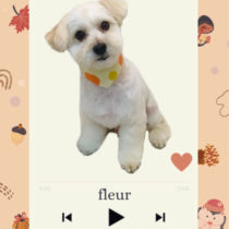 マルチーズ×トイプードルmix