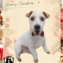 ジャックラッセルテリア