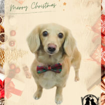 Mダックスフント