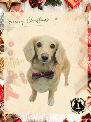 Mダックスフント