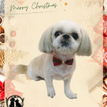 シーズー×ペキニーズmix