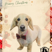 Mダックスフント