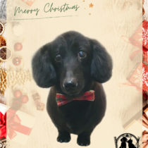 Mダックスフント