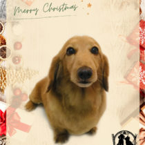 Mダックスフント