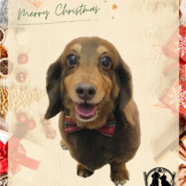 Mダックスフント