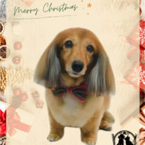 Mダックスフント