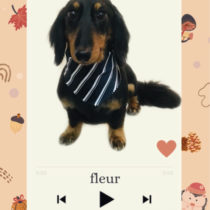 Mダックスフント