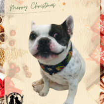 フレンチブルドッグ