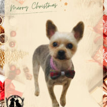 ヨークシャテリア