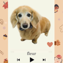 Mダックスフント