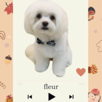 マルチーズ×チワワmix