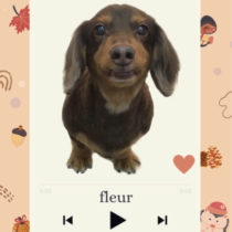 Mダックスフント