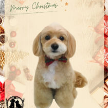 チワワ×トイプードルmix