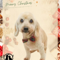 Mダックスフント×トイプードルmix