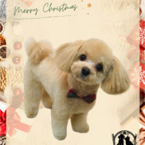 チワワ×トイプードルmix