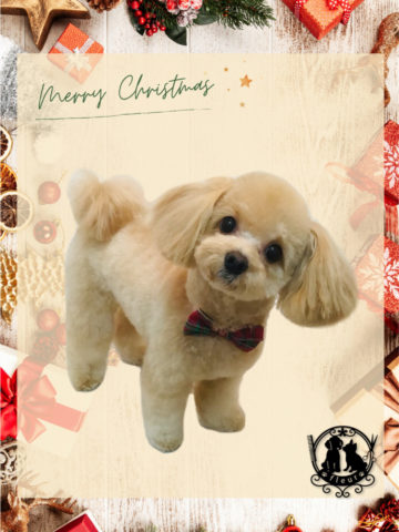 チワワ×トイプードルmix