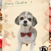 マルチーズ×チワワmix