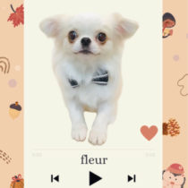 ペキニーズ×チワワmix