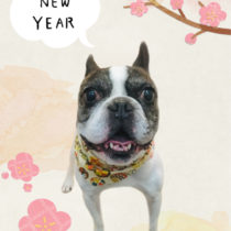 フレンチブルドッグ