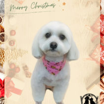 マルチーズ×パピヨンmix