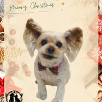 ヨークシャテリア