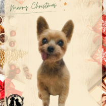 ヨークシャテリア