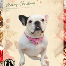 フレンチブルドッグ