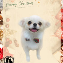 ペキニーズ×チワワmix