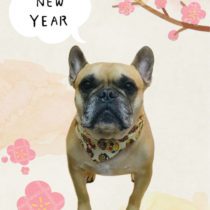 フレンチブルドッグ