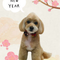 チワワ×トイプードルmix