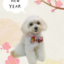 マルチーズ×トイプードルmix