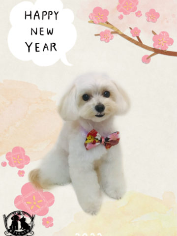 マルチーズ×トイプードルmix