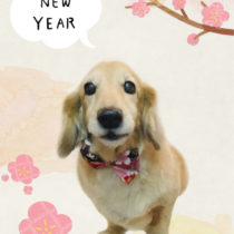 Mダックスフント