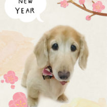 Mダックスフント