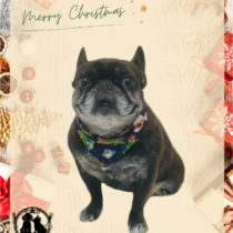 フレンチブルドッグ