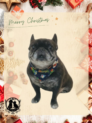 フレンチブルドッグ