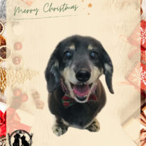 Mダックスフント