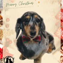 Mダックスフント