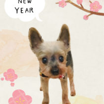 ヨークシャテリア