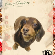 Mダックスフント