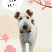 ワイヤーフォックステリア