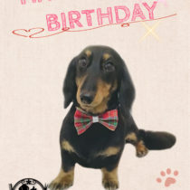 Mダックスフント