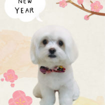 マルチーズ×チワワmix