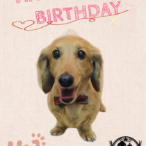 Mダックスフント