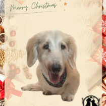 Mダックスフント