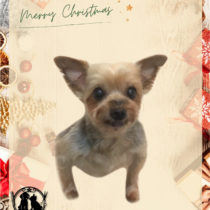 ヨークシャテリア